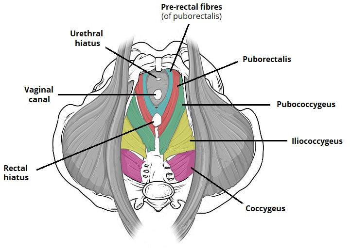 The muscular sling of the pelvic floor. Source: TeachMeAnatomy